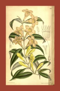 Botanical Print by Walter Hood Fitch 1817 â€ì 1892, W.H. Fitch was an botanical illustrator and