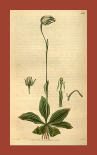 Botanical print by Sir William Jackson Hooker, FRS, 1785 â€ì 1865, English botanical illustrator.