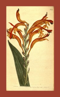 Botanical print by Sydenham Teast Edwards 1768 â€ì 1819, Sydenham Edwards was a natural history