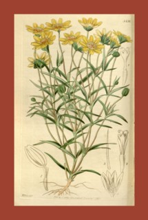 Botanical Print by Walter Hood Fitch 1817 â€ì 1892, W.H. Fitch was an botanical illustrator and