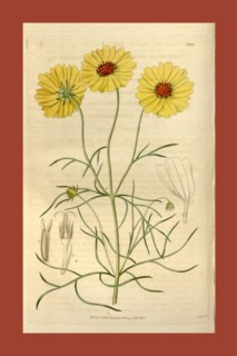 Botanical print or English natural history illustration by Joseph Swan 1796-1872, British Engraver.