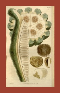 Botanical print by Sir William Jackson Hooker, FRS, 1785 â€ì 1865, English botanical illustrator.