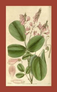 Botanical print by Sir William Jackson Hooker, FRS, 1785 â€ì 1865, English botanical illustrator.