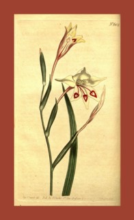 Botanical print by Sydenham Teast Edwards 1768 â€ì 1819, Sydenham Edwards was a natural history