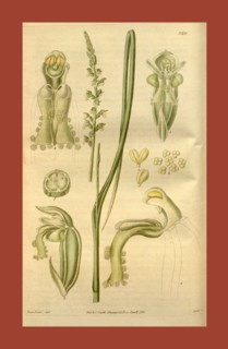 Botanical print or English natural history illustration by Joseph Swan 1796-1872, British Engraver.