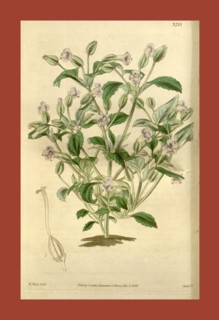 Botanical Print by Walter Hood Fitch 1817 â€ì 1892, W.H. Fitch was an botanical illustrator and