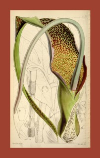 Botanical Print by Walter Hood Fitch 1817 â€ì 1892, W.H. Fitch was an botanical illustrator and