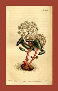 Botanical print by Sydenham Teast Edwards 1768 â€ì 1819, Sydenham Edwards was a natural history