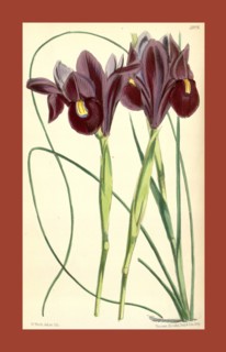 Botanical Print by Walter Hood Fitch 1817 â€ì 1892, W.H. Fitch was an botanical illustrator and
