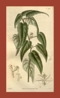 Botanical print by Sir William Jackson Hooker, FRS, 1785 â€ì 1865, English botanical illustrator.