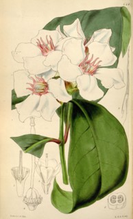 Botanical Print by Walter Hood Fitch 1817 â€ì 1892, W.H. Fitch was an botanical illustrator and