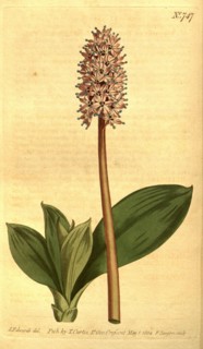 Botanical print by Sydenham Teast Edwards 1768 â€ì 1819, Sydenham Edwards was a natural history