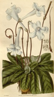 Botanical print by Sir William Jackson Hooker, FRS, 1785 â€ì 1865, English botanical illustrator.