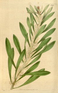 Botanical print or English natural history illustration by Joseph Swan 1796-1872, British Engraver.