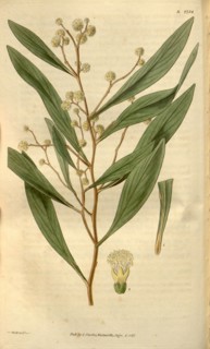 Botanical print by Sir William Jackson Hooker, FRS, 1785 â€ì 1865, English botanical illustrator.