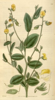 Botanical print by Sir William Jackson Hooker, FRS, 1785 â€ì 1865, English botanical illustrator.