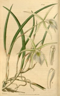 Botanical Print by Walter Hood Fitch 1817 â€ì 1892, W.H. Fitch was an botanical illustrator and