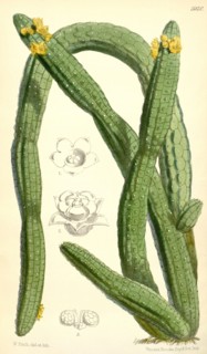 Botanical Print by Walter Hood Fitch 1817 â€ì 1892, W.H. Fitch was an botanical illustrator and