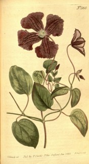 Botanical print by Sydenham Teast Edwards 1768 â€ì 1819, Sydenham Edwards was a natural history