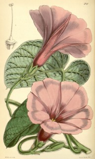 Botanical Print by Walter Hood Fitch 1817 â€ì 1892, W.H. Fitch was an botanical illustrator and
