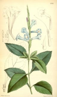 Botanical Print by Walter Hood Fitch 1817 â€ì 1892, W.H. Fitch was an botanical illustrator and