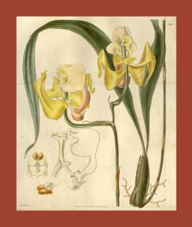 Botanical print by Sir William Jackson Hooker, FRS, 1785 â€ì 1865, English botanical illustrator.