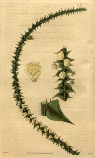 Botanical print by Sir William Jackson Hooker, FRS, 1785 â€ì 1865, English botanical illustrator.