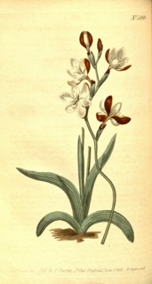 Botanical print by Sydenham Teast Edwards 1768 â€ì 1819, Sydenham Edwards was a natural history