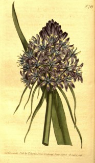 Botanical print by Sydenham Teast Edwards 1768 â€ì 1819, Sydenham Edwards was a natural history