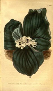Botanical print by Sydenham Teast Edwards 1768 â€ì 1819, Sydenham Edwards was a natural history