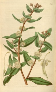 Botanical print or English natural history illustration by Joseph Swan 1796-1872, British Engraver.