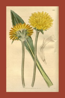 Botanical print or English natural history illustration by Joseph Swan 1796-1872, British Engraver.