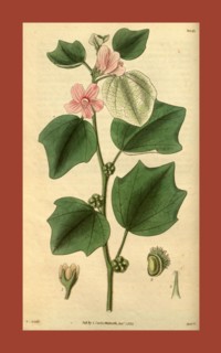 Botanical print by Sir William Jackson Hooker, FRS, 1785 â€ì 1865, English botanical illustrator.