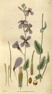 Botanical print by Sir William Jackson Hooker, FRS, 1785 â€ì 1865, English botanical illustrator.
