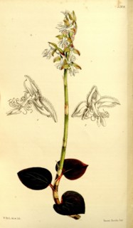 Botanical Print by Walter Hood Fitch 1817 â€ì 1892, W.H. Fitch was an botanical illustrator and