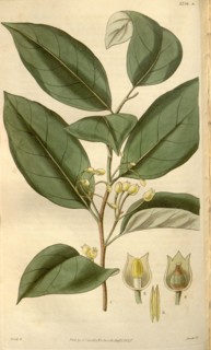 Botanical print or English natural history illustration by Joseph Swan 1796-1872, British Engraver.