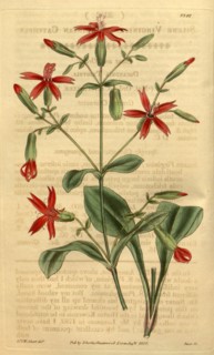 Botanical print or English natural history illustration by Joseph Swan 1796-1872, British Engraver.