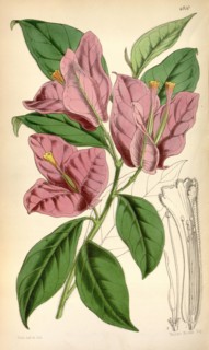 Botanical Print by Walter Hood Fitch 1817 â€ì 1892, W.H. Fitch was an botanical illustrator and