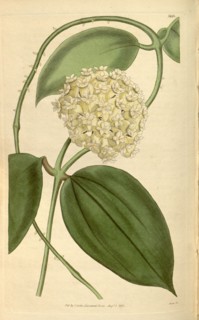 Botanical print or English natural history illustration by Joseph Swan 1796-1872, British Engraver.