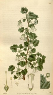 Botanical print by Sir William Jackson Hooker, FRS, 1785 â€ì 1865, English botanical illustrator.