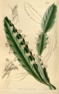Botanical Print by Walter Hood Fitch 1817 â€ì 1892, W.H. Fitch was an botanical illustrator and