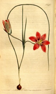 Botanical print by Sydenham Teast Edwards 1768 â€ì 1819, Sydenham Edwards was a natural history