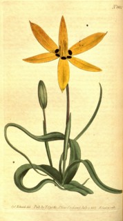Botanical print by Sydenham Teast Edwards 1768 â€ì 1819, Sydenham Edwards was a natural history
