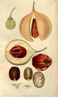Botanical print or English natural history illustration by Joseph Swan 1796-1872, British Engraver.