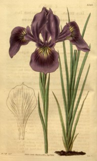 Botanical print by Sir William Jackson Hooker, FRS, 1785 â€ì 1865, English botanical illustrator.