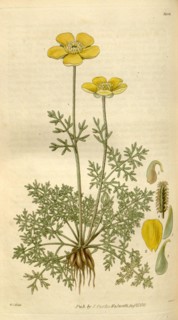 Botanical print by Sir William Jackson Hooker, FRS, 1785 â€ì 1865, English botanical illustrator.