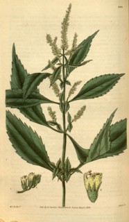 Botanical print by Sir William Jackson Hooker, FRS, 1785 â€ì 1865, English botanical illustrator.