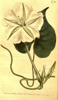 Botanical print by Sydenham Teast Edwards 1768 â€ì 1819, Sydenham Edwards was a natural history