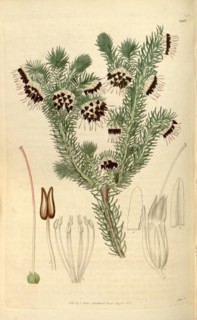 Botanical print or English natural history illustration by Joseph Swan 1796-1872, British Engraver.