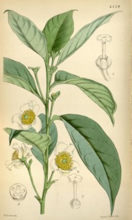 Botanical Print by Walter Hood Fitch 1817 â€ì 1892, W.H. Fitch was an botanical illustrator and
